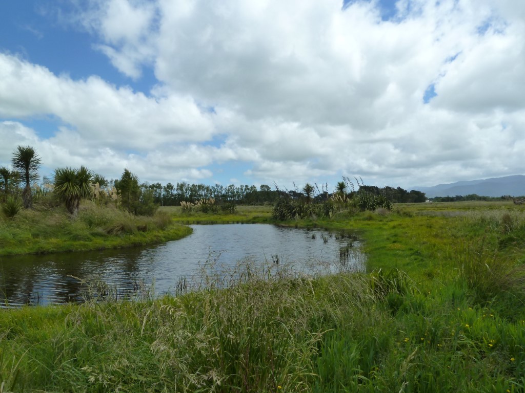Wairio wetland